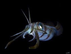 Squid by Alex Permiakov 